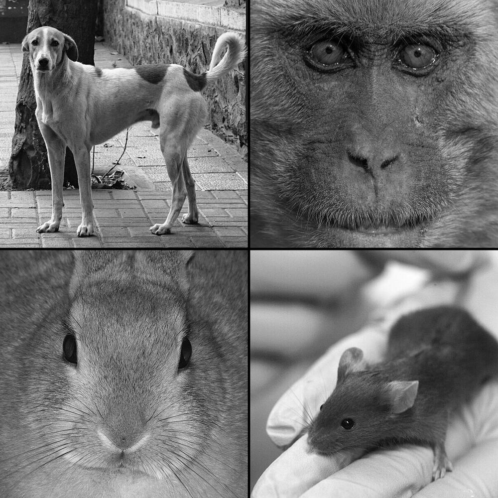 Black-and-white collage of a stray dog, a rhesus macaque, a rabbit and a laboratory mouse — the animals most affected